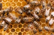 Benefits of Beekeeping
