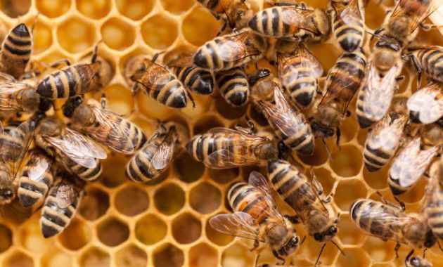 Beekeeping Benefits to Farmer & Ecosystem