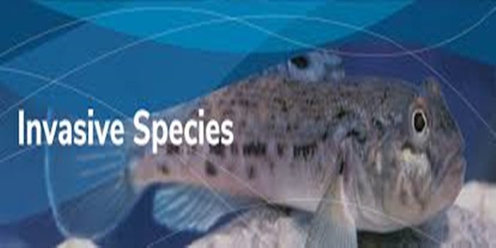 Invasive Species