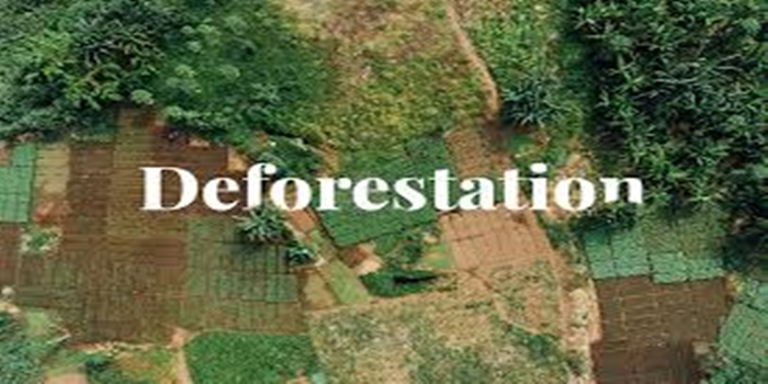 Understanding The Dangers of Deforestation