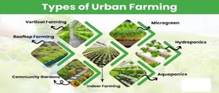 Understanding the Concept Urban Farming