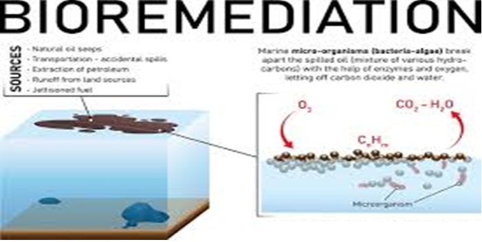 The Role of Bioremediation in Oil Spill Cleanup