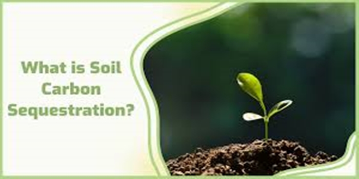 Understanding Soil Carbon Sequestration