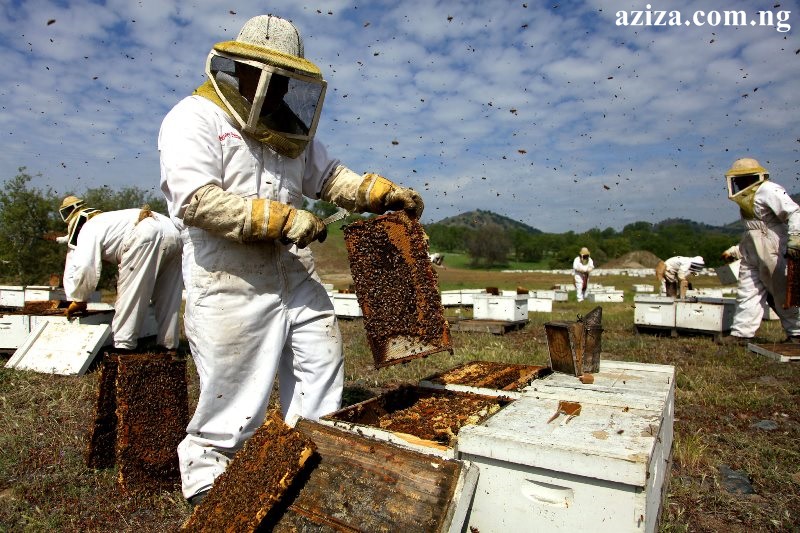 BEEKEEPING FARM TRAINING IN NIGERIA