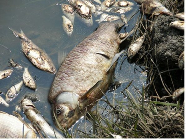Environmental-Impact-of-Oil-Spills